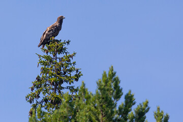 White-tailed eagle sits on a tree against the sky