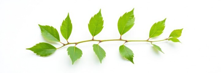 Fototapeta premium Single isolated branch with leaves against plain white background, isolate, photography