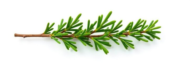 Obraz premium Single isolated cypress branch against white background, natural, foliage, leafy