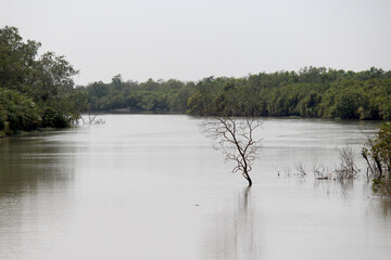 Sundarbans: World's largest Mangrove Forest and UNESCO World Heritage Centre. The Home of Royal Bengal Tigers.