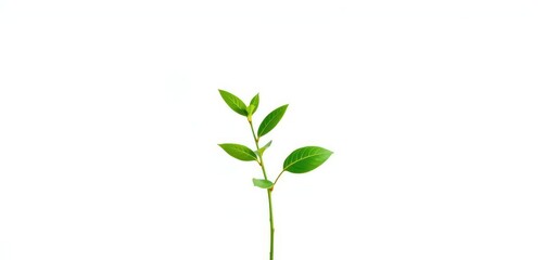 Fototapeta premium Single vibrant green plant isolated on pure white background, vegetation, close-up
