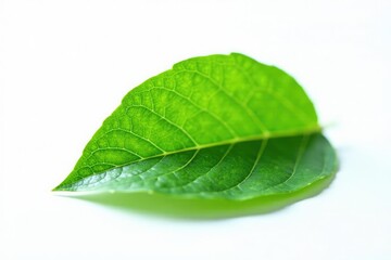 Obraz premium Small green leaf with delicate veins on white background, plant, vegetation, botanical