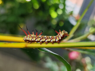Close-up view of Blue Striped Crow caterpillar. Euploea mulciber caterpillar on a leaf, beautiful patterned caterpillar with striking horns.