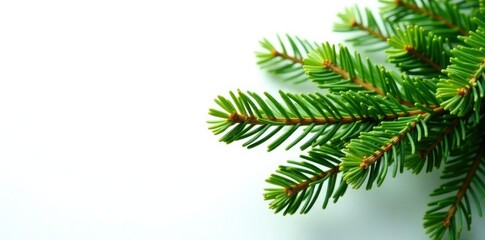 Obraz premium Spruce tree branches with needles isolated on white background, needle, coniferous