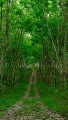 Obraz premium A peaceful forest path winding through a lush rubber tree green