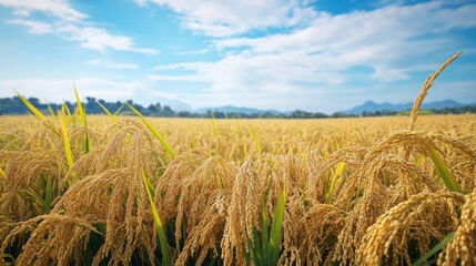 Golden Rice Field Under a Sunny Sky, an Abundance of Harvest