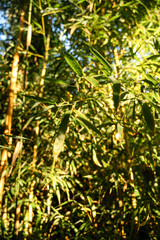 A breathtaking view of Arashiyama Bamboo Forest 