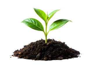 Growing young plant in soil isolated on transparent background