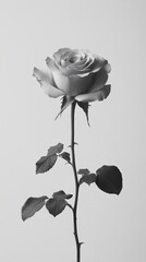 A Beautiful Monochrome Rose Blooming Against a White Background
