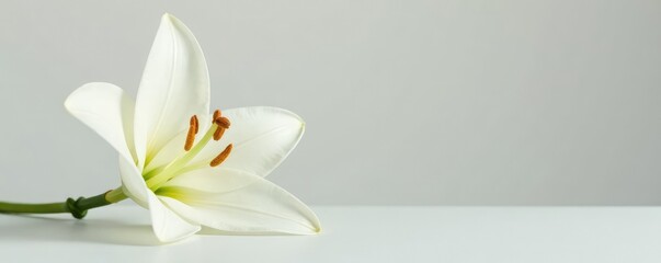Pure white lily flower isolated on a neutral surface, flowers, nature, flower closeup