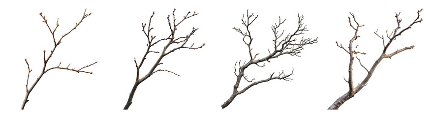 Various Stages of Dry Twigs and Branches Against a White Background, Isolated on Transparent Background