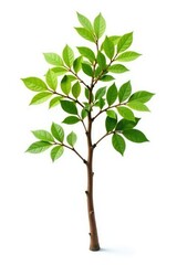 Single isolated branch with brown stem on white background, tree, isolated, branches