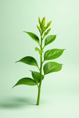 Fototapeta premium Small green plant with delicate leaves on white surface, leafy greens, flower