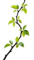 Twisted branch isolated on white background with dew drops, branches, foliage