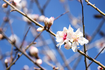 dreamy background of spring blossom tree. selective focus
