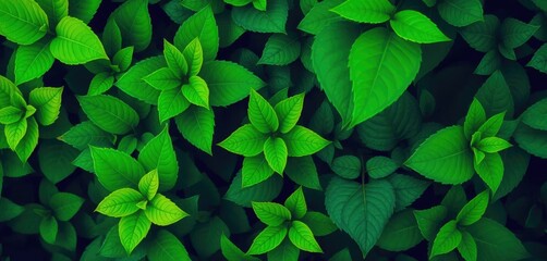 Vibrant green leaves, various shapes & sizes, isolated,  jungle, fresh