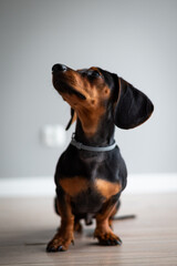 Młody jamnik © Dydziu_foto