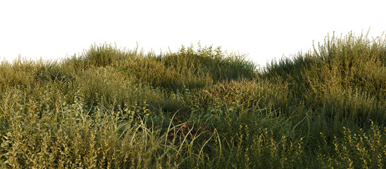 Lush wild grass on transparent background.