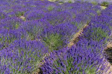 Obraz premium Picturesque meadow of blooming flowers of lavender, beauty of nature