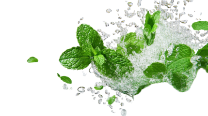 A fresh burst of mint leaves falling into water, isolated on transparent background, with water droplets captured mid-motion.