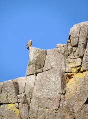 A vulture perched on a jagged rock at Monfrag&uuml;e, Extremadura, Spain