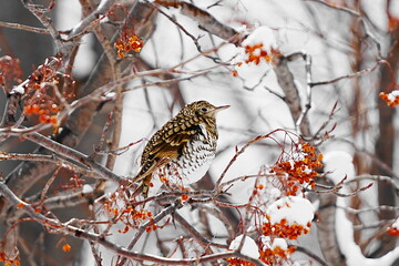 ナナカマドの実とトラツグミ