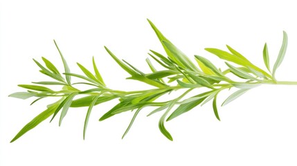 Fototapeta premium Fresh sprig of tarragon herb, Culinary spice isolated on white backdrop
