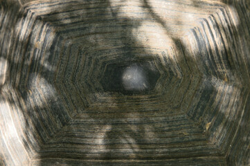 Giant Aldabra tortoise details of head and carapace shell,