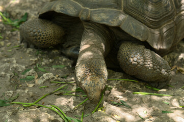 Giant Aldabra tortoise details of head and carapace shell,