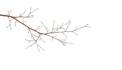 Fototapeta premium Delicate, bare branches isolated against a pure white backdrop, high resolution, stock photo
