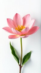 Fototapeta premium Delicate flower petals unfolding on white background, isolated, floral