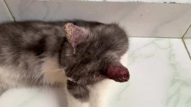 fungal infections in cat