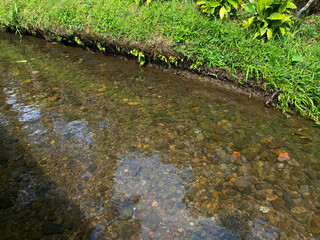 Clear fresh water flowing on the small ditch with green leaves plants, rocks and nature surrounding