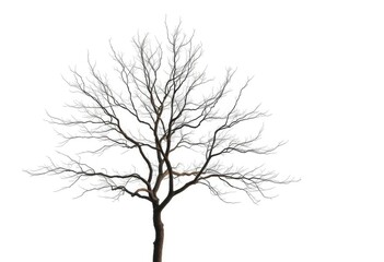 Obraz premium Lone deciduous tree, stark branches against bright white, woodland, single