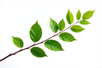 Fototapeta premium Long branch with leafy top isolated on a simple white background, vertical, leaves