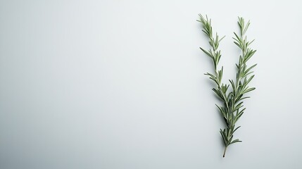 Naklejka premium Delicate rosemary sprigs gracefully displayed on a pristine white surface