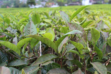 Close up view of tea leaf shoots on the tea plantation