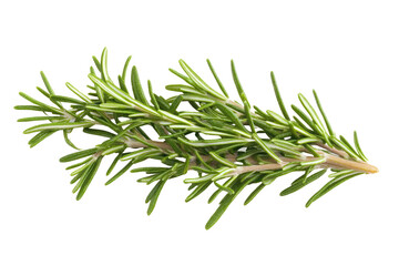 Fototapeta premium rosemary branch isolated on white or transparent background