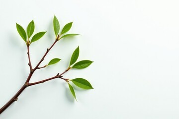 Fototapeta premium Delicate branches with slender leaves on a crisp white background, foliage, wood, twig