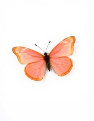 Fototapeta premium Peach butterfly on white background