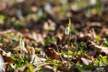Spring white flower Snowdrop - Galanthus in wild forest