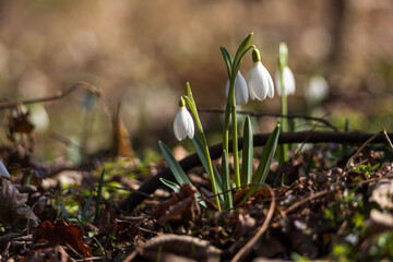Spring white flower Snowdrop - Galanthus in wild forest