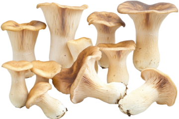 set of king oyster mushrooms all position isolated on white or transparent background