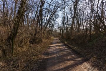 Fototapeta premium Spring white flower Snowdrop - Galanthus in wild forest