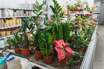 A vibrant display of lush green indoor plants is showcased in a charming garden shop for plant lovers to enjoy