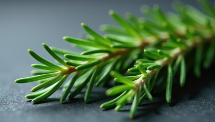 Fototapeta premium Loose sprig of rosemary branches with some foliage, folium, branch