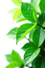 Fototapeta premium lush green leaves isolated on white background, greens, nature