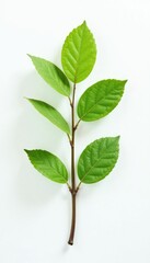 Fototapeta premium Single isolated branch on white background with subtle texture and natural light effects, nature, simple, greenery