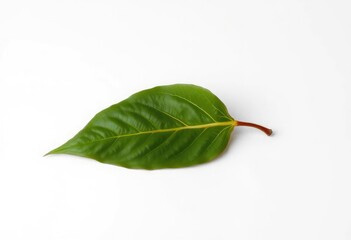 Obraz premium Single wilting leaf isolated on white background, image, organic