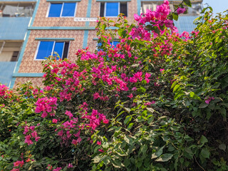 Pink bougainvillea blooms, a vibrant tapestry of color, clinging to the building's exterior.